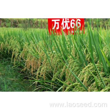 High quality best hybrid paddy seeds